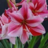 Van Zyverden Amaryllis Pink Flower Bulb With Artisan Decorative Planter -Artificial Plant Shop GUEST 09794510 2d46 4dff afe7 4aae3f5e0ade