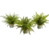 Nearly Natural 14-in Assorted Ferns With Planter Artificial Plant, Set Of 3 -Artificial Plant Shop GUEST 0fad7e4c 20e8 4035 bbe4 952c7f337af2