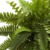 20" X 14" Artificial Boston Fern Plant In Decorative Planter Brown - Nearly Natural