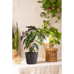 Live Alocasia Polly Elephant Ear Plant In 6" Standard Black Planter -Artificial Plant Shop GUEST 1a57a8e3 283f 4f4f 85a1 bf09f6a06207