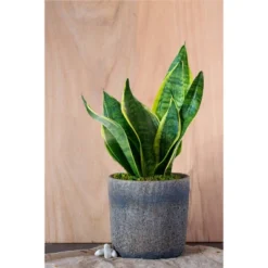 Live Sansevieria Snake Plant In Repose Rustic Stone Planter -Artificial Plant Shop GUEST 1f3d6ce4 2a9d 4cda 9eea 4c6bdee648bd