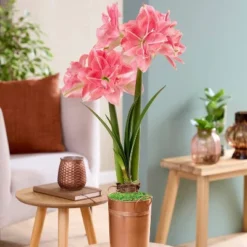 Van Zyverden Fast Track Amaryllis Bulb Kit Double Time With XL Artisan Decorative Planter -Artificial Plant Shop GUEST 1f9fff9c ef3b 4fc2 9e79 dc51e75f6be0