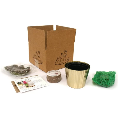 Van Zyverden Hyacinth PreChilled Kit Jan Bos Bulb With Iron Brass Textured Finish Planter 3 Van Zyverden Hyacinth PreChilled Kit Jan Bos Bulb With Iron Brass Textured Finish Planter