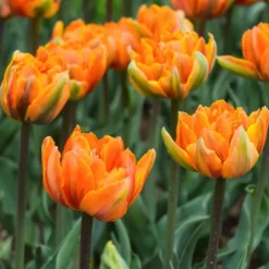 Van Zyverden 40ct Bulbs Multicolored Harmony Spring Blooming Patio Planter Set 8 Van Zyverden 40ct Bulbs Multicolored Harmony Spring Blooming Patio Planter Set -Artificial Plant Shop GUEST 26f8fc78 c331 4d58 868d 342512a36093