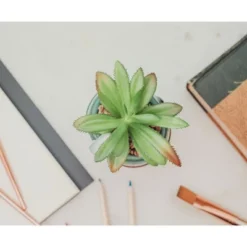 Silver Buffalo Star Wars Boba Fett Helmet 3-Inch Ceramic Mini Planter With Artificial Succulent -Artificial Plant Shop GUEST 30324166 f4f2 4937 a48c 6b3dea7e7a60