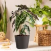 Live Alocasia Polly Elephant Ear Plant In 6" Standard Black Planter -Artificial Plant Shop GUEST 30389324 7e42 4df9 b6db 25a416b925e0