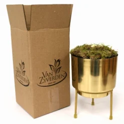 Amaryllis Glee Preplanted Bulb With Brass Finish Iron Planter And Stand - Van Zyverden -Artificial Plant Shop GUEST 33793277 d374 4dc8 b4bb 309fb5334ddc