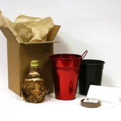 Van Zyverden Amaryllis Red Lion Flower Bulb With Artisan Decorative Planter -Artificial Plant Shop GUEST 3b7f9c83 784e 48d0 8eb9 deb1123b403e