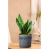 Live Sansevieria Snake Plant In Repose Rustic Stone Planter -Artificial Plant Shop GUEST 429bc152 985f 4c6f 8bd2 498331a41a55