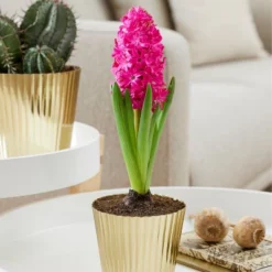 Van Zyverden Hyacinth PreChilled Kit Jan Bos Bulb With Iron Brass Textured Finish Planter 9 Van Zyverden Hyacinth PreChilled Kit Jan Bos Bulb With Iron Brass Textured Finish Planter -Artificial Plant Shop GUEST 4e0cf579 1f55 4341 aac8 18f4c1ad49d8