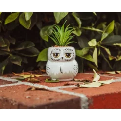 Silver Buffalo Harry Potter Hedwig 3-Inch Ceramic Mini Planter With Artificial Succulent -Artificial Plant Shop GUEST 53f13d41 13a8 4cb3 a04f 8e9052f24f29