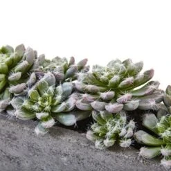 Nearly Natural Succulent Garden With Textured Concrete Planter -Artificial Plant Shop GUEST 559e226d e4eb 4618 bc30 158ddd5d503b