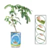 Collections Etc Touchy Mutchy Plant Planter Can Growing Kit 2.5 X 2.5 X 3.75 -Artificial Plant Shop GUEST 597cbec6 e0d9 496e 9b70 bc5801d22e25