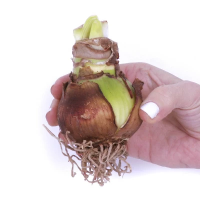 Amaryllis Double Dream Preplanted Bulb With Brass Finish Iron Planter And Stand - Van Zyverden 4 Amaryllis Double Dream Preplanted Bulb With Brass Finish Iron Planter And Stand - Van Zyverden - Image 2