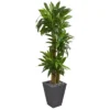 Nearly Natural 5.5-ft Cornstalk Dracaena Artificial Plant In Slate Planter (Real Touch) -Artificial Plant Shop GUEST 671457e2 078a 4612 a7ef 62880518e701
