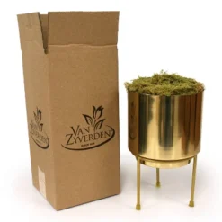 Amaryllis Moon Scene Preplanted Bulb With Iron Brass Finish Large Planter And Stand - Van Zyverden -Artificial Plant Shop GUEST 69a64236 b4c6 4408 8c3f e4d80a1d6934