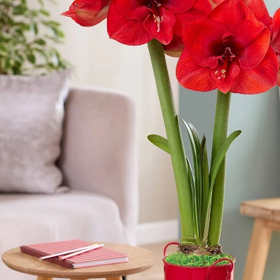 Van Zyverden Fast Track Amaryllis Bulb Kit Hypersonic With XL Artisan Decorative Planter 4 Van Zyverden Fast Track Amaryllis Bulb Kit Hypersonic With XL Artisan Decorative Planter - Image 2