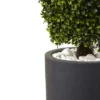 50" Boxwood Topiary With Gray Cylindrical Planter - Nearly Natural