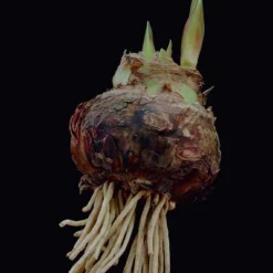 Van Zyverden Amaryllis Pink Flower Bulb With Artisan Decorative Planter -Artificial Plant Shop GUEST 7580982a c45e 49ec bd7b d08b77e0a4e1 2