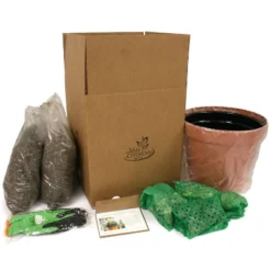 Van Zyverden 40ct Bulbs Multicolored Concertos Spring Blooming Patio Planter Set -Artificial Plant Shop GUEST 813a47f9 e31b 4d45 a49c 661a856e877b