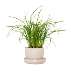 Ponytail Palm In 3" Planter - National Plant Network -Artificial Plant Shop GUEST 82fd8a13 c14a 4354 9bb4 0c541d102369