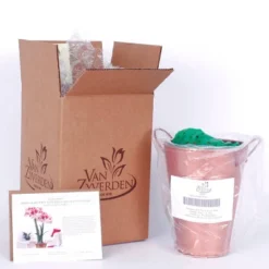 Van Zyverden Amaryllis Red Popov Flower Bulb With Artisan Decorative Planter -Artificial Plant Shop GUEST 88850e9d 516b 40d0 9415 49799eb90ad0