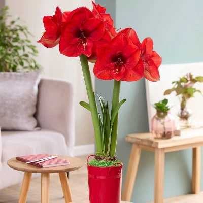Van Zyverden Fast Track Amaryllis Bulb Kit Hypersonic With XL Artisan Decorative Planter 6 Van Zyverden Fast Track Amaryllis Bulb Kit Hypersonic With XL Artisan Decorative Planter - Image 4