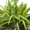 23" X 22" Artificial Fern Plant In Terracotta Planter - Nearly Natural -Artificial Plant Shop GUEST 939039d1 30d7 4176 88d8 924e9c33c0f0