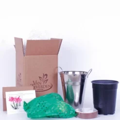 Van Zyverden Amaryllis Pink Flower Bulb With Artisan Decorative Planter -Artificial Plant Shop GUEST 99485770 53ce 4ec4 81c8 c468ddf30e6c