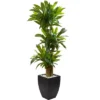 Nearly Natural 5.5-ft Corn Stalk Dracaena With Black Wash Planter -Artificial Plant Shop GUEST 9b76e1b7 8f1b 4303 977c 8951fed17524