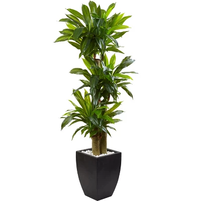 Nearly Natural 5.5-ft Corn Stalk Dracaena With Black Wash Planter 3 Nearly Natural 5.5-ft Corn Stalk Dracaena With Black Wash Planter