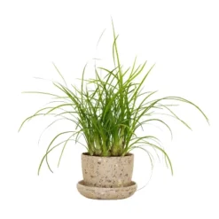 Ponytail Palm In 3" Planter - National Plant Network -Artificial Plant Shop GUEST 9ba32367 558c 4925 a4fa e8419c64f0e0
