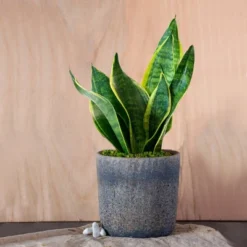 Live Sansevieria Snake Plant In Repose Rustic Stone Planter -Artificial Plant Shop GUEST a03b544f 731f 4bcb 8003 25dd61d2e3b6
