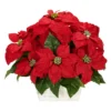 Nearly Natural Poinsettia With White Wash Planter Artificial Arrangement -Artificial Plant Shop GUEST a7084336 63dc 4c4e aa8a 902d4338c1b2