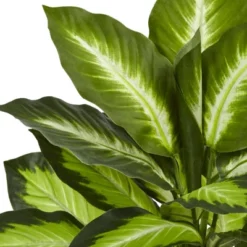 22" X 15" Artificial Dieffenbachia Plant In Swirl Planter - Nearly Natural