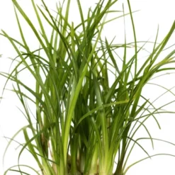 Ponytail Palm In 3" Planter - National Plant Network -Artificial Plant Shop GUEST ae3f5963 98f8 4db5 bf9f 31db97122759