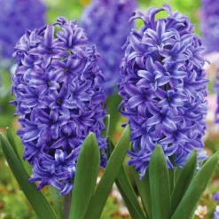 Van Zyverden 41ct Bulbs Affinity Multicolored Spring Blooming Patio Planter Set -Artificial Plant Shop GUEST b515f7be b078 44ec 96b9 cd76acb7ff4b