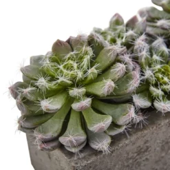 Nearly Natural Succulent Garden With Textured Concrete Planter -Artificial Plant Shop GUEST b6071a60 4e39 42fb 9106 8929d7c57a62