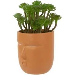 Northlight 5.5" Mini Artificial Succulent In Face Planter Pot -Artificial Plant Shop GUEST bb4aa3e4 9db6 4432 b405 eff5c564a597