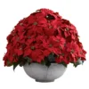 Nearly Natural Giant Poinsettia Arrangement With Decorative Planter -Artificial Plant Shop GUEST bf61cfdb 04c1 4932 b04e 46393816031f