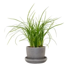 Ponytail Palm In 3" Planter - National Plant Network -Artificial Plant Shop GUEST c2548e38 c08d 4660 98db 0f1160c55c8f
