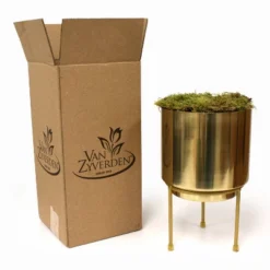 9ct Narcissus Paperwhite Inbal Preplanted Bulb With Iron Brass Finish Large Planter And Stand - Van Zyverden -Artificial Plant Shop GUEST c4190a6e 7ec5 43b5 87cb 4632d5f77849