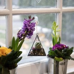 D'Eco Glass Geometric Plant Terrarium 3Pk - Hanging Triangle, House & Prism Planters - Home, Garden & Office Botanical Decor - Gift For Plant Lovers -Artificial Plant Shop GUEST cb0dccc3 1ce3 4710 b905 edead8da1966