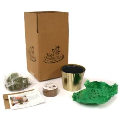 Amaryllis Pink Kit Minerva With Iron Brass Fluted Planter - Van Zyverden -Artificial Plant Shop GUEST cf147812 4bb3 4c94 8882 edc0e880ab75