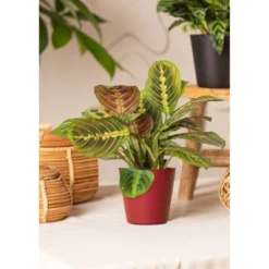 Live Red Maranta Prayer Plant In 4" Planter -Artificial Plant Shop GUEST d07f1dfa 503d 489d 91e3 790d90b4ea8e