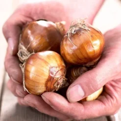 7ct Narcissus Paperwhite Inbal Preplanted Bulbs With Brass Finish Iron Planter And Stand - Van Zyverden