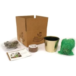 Narcissus Kit Ziva Paperwhite Bulb With Fluted Iron Faux Brass Finish Planter - Van Zyverden -Artificial Plant Shop GUEST e74fa386 8e7c 42f4 a2ee ca057091d5e5