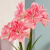 Van Zyverden Fast Track Amaryllis Bulb Kit Double Time With XL Artisan Decorative Planter -Artificial Plant Shop GUEST f3ddcf62 03a7 4251 bb06 239794b9875f