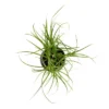Ponytail Palm In 3" Planter - National Plant Network