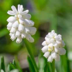 Van Zyverden 41ct Bulbs Affinity Multicolored Spring Blooming Patio Planter Set -Artificial Plant Shop GUEST fbb7bf18 5677 4f5b 8330 8c56149d3cda